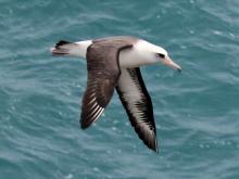 big temnospinnyy-albatros (onbird.ru).jpg